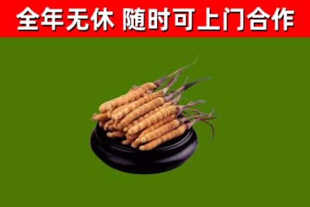 龙湾回收散虫草