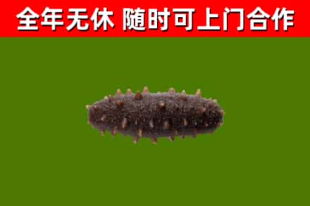 龙湾回收海参干